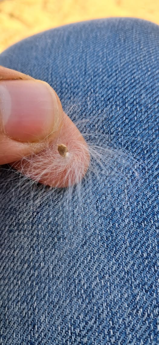 البذور دي موجوده عندي في الارض، بذور ايه ؟ وايه الحل لو هي ضاره ؟